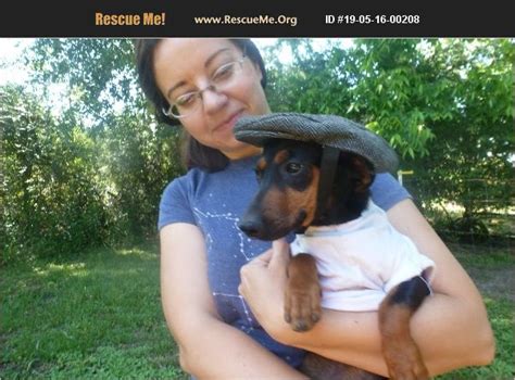 Maybe you would like to learn more about one of these? ADOPT 19051600208 ~ Dachshund Rescue ~ andalusia, AL