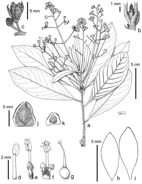 Classification of flowers based on whorl region. Machilus bokorensis Yahara & Tagane. a flowering branch b ...