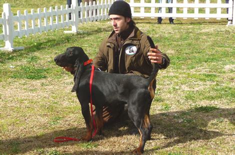The schweizer laufhunds are a group of scenthounds native to switzerland. Der Jura Laufhund