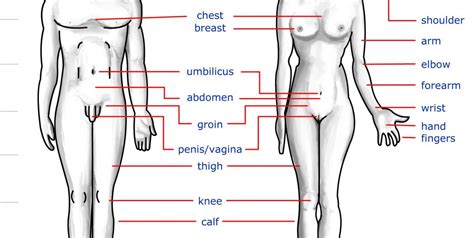 Parts of the body girl. Teach Your Kids Accurate Names for Body Parts Already ...