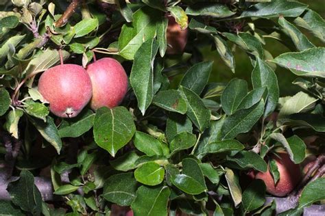 Grown for fruit production, but also makes an excellent garden ornamental as it produces pinkish white blossoms in april. List of Cross Pollination Trees for Honeycrisp Apple Trees ...
