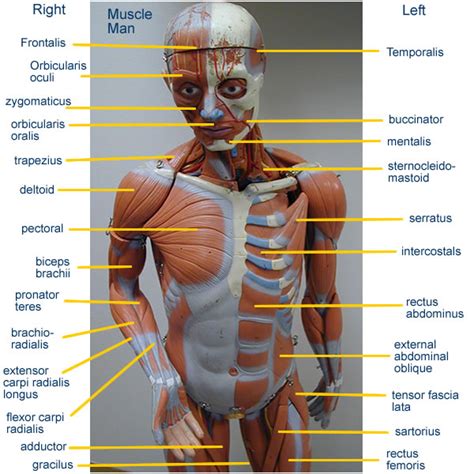 A part of the upper torso, the chest is the area in the front part of the body between the abdomen and the neck. Human Upper Torso Anatomy / Human skeletal system with ...