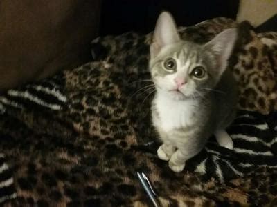 Maine coon cat adoption can mean different things to different people. HALF BREED OF ARCH ANGEL/MAINE COON CAT for sale in The ...