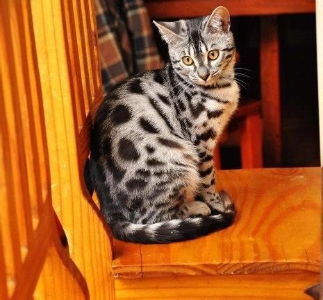 Bengal cat history does not date back very far. charcoal bengal | Tumblr