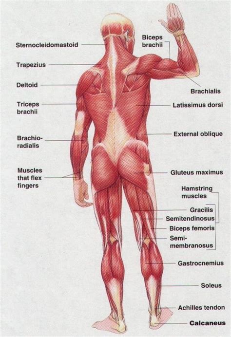 Back pain could be a problem. Pin by D∆LE HOW∆RD on CHART | Muscle anatomy, Muscle ...