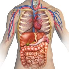 Maybe you would like to learn more about one of these? Anatomy | MedlinePlus