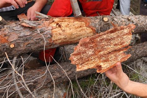 Whilst you need to be vigilant and make sure it doesn't take over and grow all the way up the trunk, here is a way to safely get rid of it. How to Get Rid of Bark Beetles - Pest Wiki