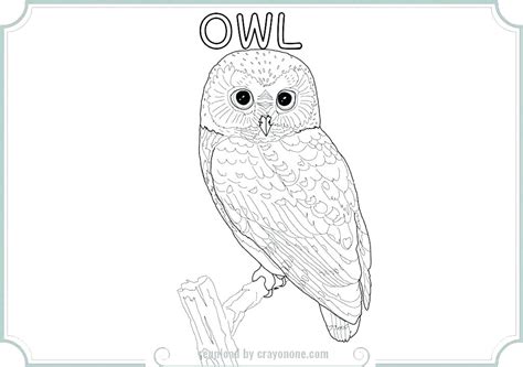 Coloring helps to lower the activity of the brain's amygdala, which is responsible for sending and receiving stress receptors. Barn Owl Coloring Page at GetColorings.com | Free ...