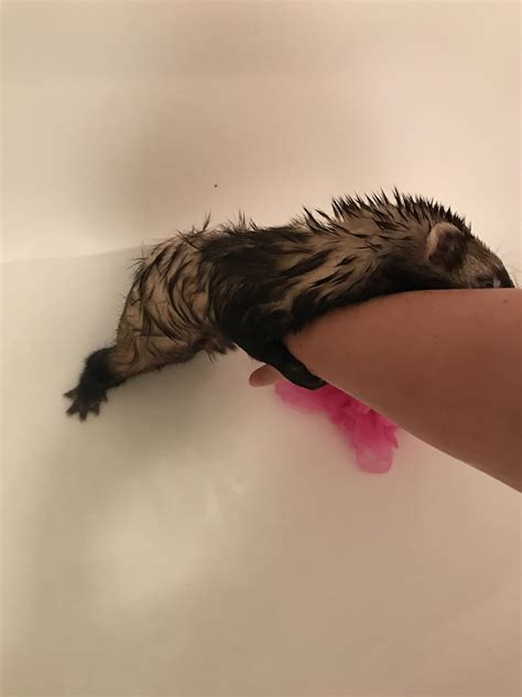 Newborn baby doesn't like taking a bath. he doesn't like bath time :( : ferrets