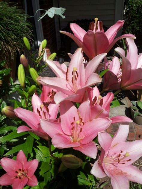 These flowers look like they stepped right off the death star, resembling the mask of popular star wars character darth vader. Pink lilies | Pink lily, Plants, Pink