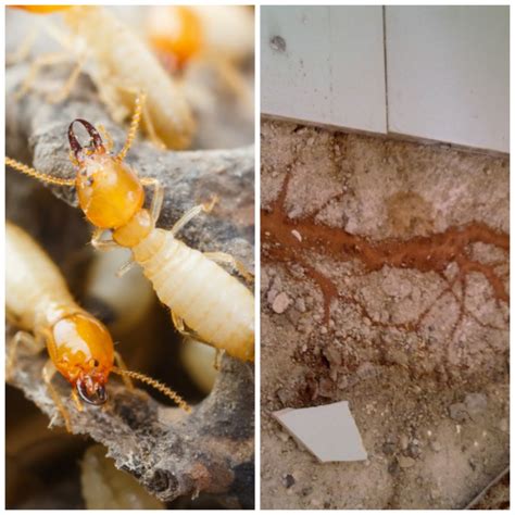 Pemilik rumah ini biasanya merawat serangan dengan insektisida. Hapuskan Anai-anai Perlu Buat 5 Cara Ni. Jangan Lambat ...