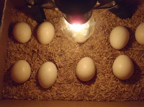 Bagaimana cara menetaskan telur ayam brahma ? Cara Menetaskan Telur Ayam secara Manual Bisa di Rumah ...