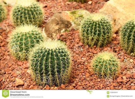 How to care for moon cactus: Sphere Green Cactus On A Small Rock. Stock Image - Image ...