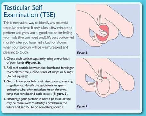 A urologist will likely do a testicular ultrasound and take blood to look for markers that a tumor is present. A quick feel could save your life but only a third of men ...