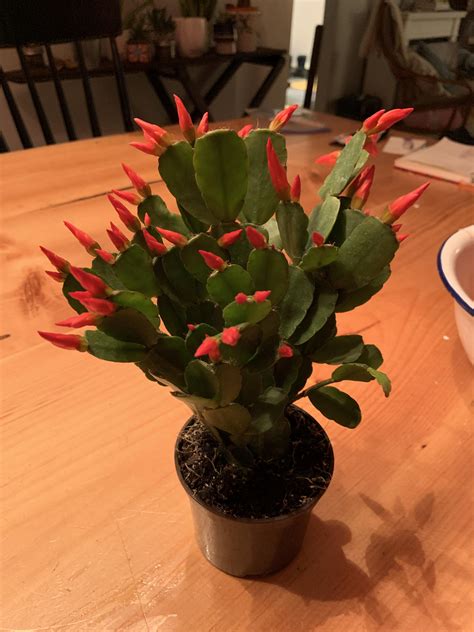 Although small cacti need water more frequently, they do not need as much. Got a congratulations on your new job plant. How do I look ...