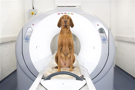 Pet/ct scans provide significantly more information than ct scans, and are far more reliable when diagnosing cancer. Vale Referrals Veterinary CT