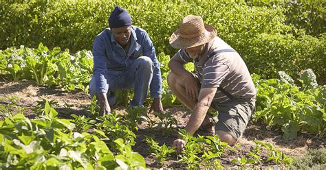 Planting calendar from the farmers' almanac. The Best Crops to Grow in Ohio and Kentucky | Mercy Health ...