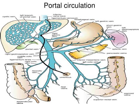 The veins between the connected capillaries are called portal veins. PPT - Posterior abdominal wall PowerPoint Presentation ...