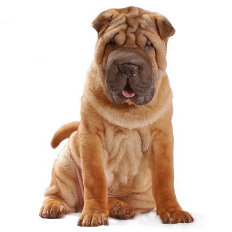 The breed is known in the west for its deep wrinkles, whilst a traditional less wrinkled form is maintained in hong kong. Shar Pei | Pet4you.hu