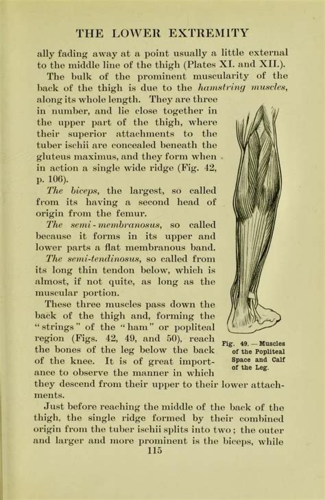 We employed the 'delayed onset of muscle soreness' (doms) and the 'hypertonic saline' muscle pain models in combination with muscle microdialysis to evaluate the role of potentially algesic substances (lactate, glutamate, prostaglandin e2 (pge2), nitric oxide (no) and substance p (sp)) in. Muscles of the popliteal space and calf of the leg, from ...