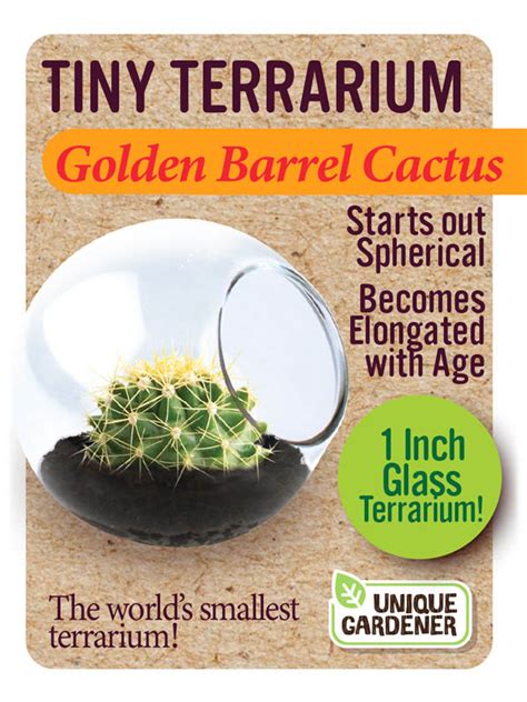 A golden barrel cactus (echinocactus grusonii) doesn't really need to bloom to have a commanding presence in the garden. Golden Barrel Cactus (Tiny Terrarium) | Unique Gardener