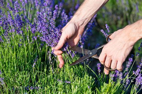 With arlagården we take responsibility for the milk, to ensure it is produced in a responsible manner and is of a high quality standard. Lavendel im Topf pflanzen: Tipps für Balkon & Terrasse ...