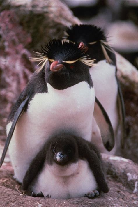 Feeding, habitat, distribution, reproduction, anatomy and more. Penguins, the Cute Inhabitants of Antarctica | Cute Pictures & Videos# - Geniusbeauty