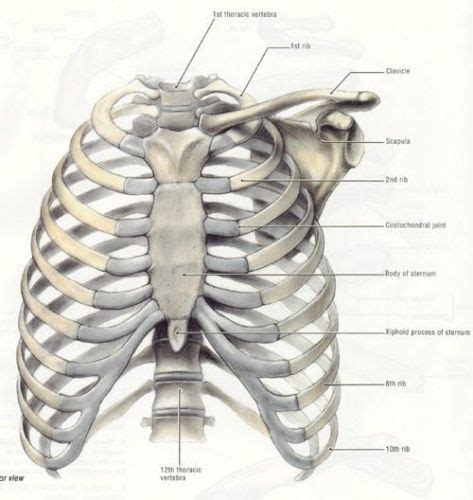 The rib cage is the arrangement of ribs attached to the vertebral column and sternum in the thorax of most vertebrates, that encloses and protects the vital organs such as the heart, lungs and great vessels. Rib cage