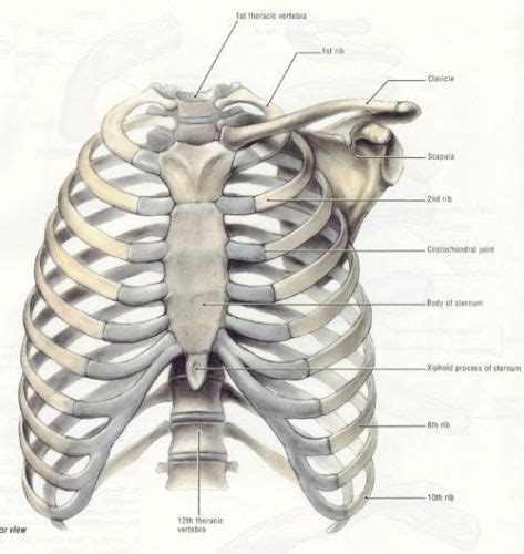 By describing your rib cage pain to your doctor as specifically as possible, you can help him or her make an accurate diagnosis—and find you the right pain in the left side of your belly (abdomen) is a common symptom and could indicate a variety of conditions. Rib cage