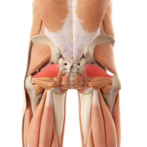 They begin under the gluteus maximus behind the hip bone and attach to the tibia at the knee. Piriformis Release Techniques - Release Muscle Therapy