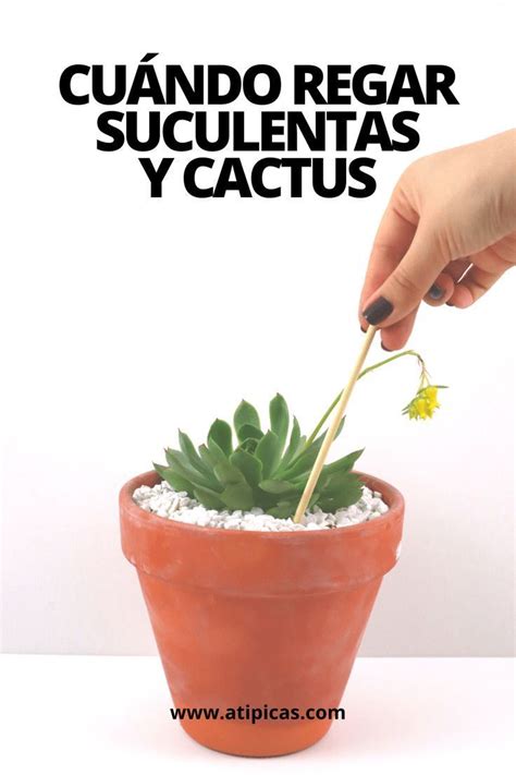 Sustrato para cactus y suculentas 20 dm3. Pin en Cactus y Suculentas