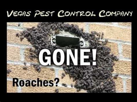 The landlord or the tenant? Las Vegas Pest Control Company Services Summerlin North ...