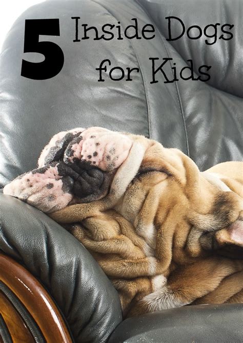 But is low odor i am disabled. 14 Best Indoor dogs for kids (That Don't Shed) | Dogs ...