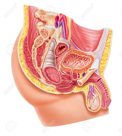 Some of the worksheets for this concept are lesson 4 everybodys got body parts part 1, male and female reproductive system blank diagram, male blank reproductive system Cutaway body clipart - Clipground