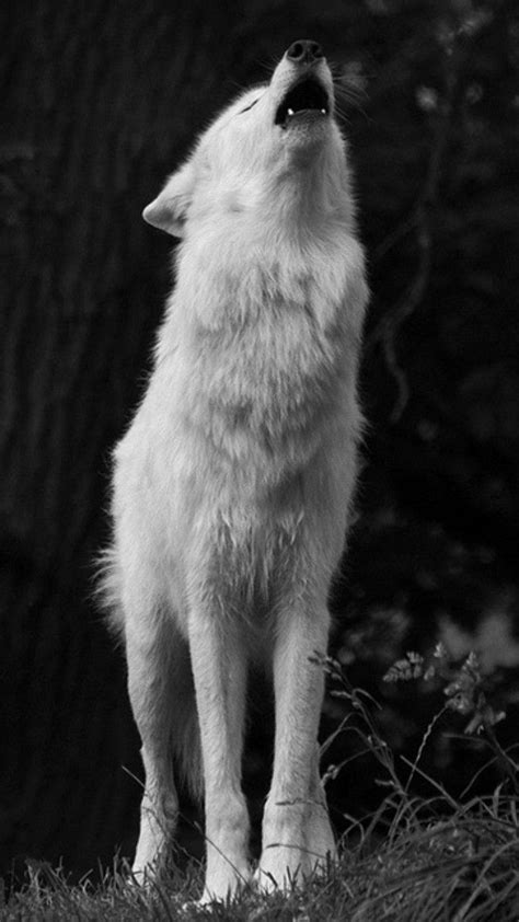 Weitere ideen zu heulender wolf, wolf, wolf hunde. Pin von BATCHIT auf Wolf | Heulender wolf, Wolf, Tiere