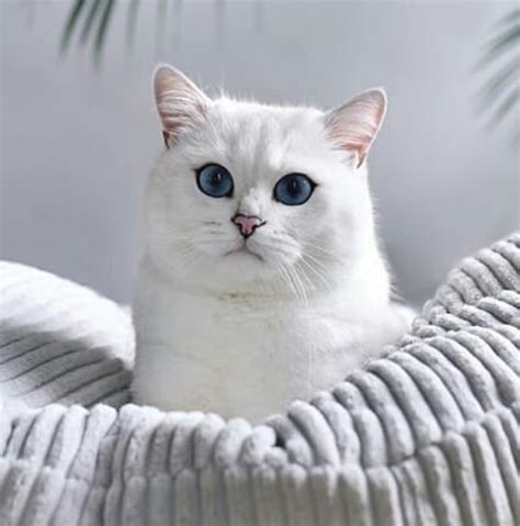 Maybe you would like to learn more about one of these? Top 100 Japanese Male Cat Names | PetPress