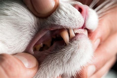 If oral hygiene is neglected, it allows plaque, a and while brushing cats' teeth can seem intimidating, it might be easier than you think. Dog & Cat Teeth Cleaning in Miami, FL | Country Club ...