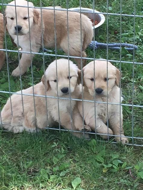 It'll chase a ball as many times as you're willing to throw. Golden Retriever Puppies For Sale | Dallas, TX #244720