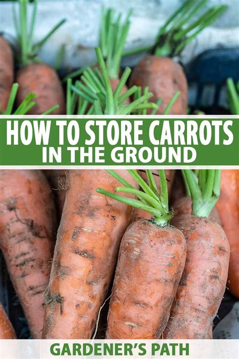 How to store garden vegetables for winter. How to Store Carrots In the Ground Over Winter | How to ...