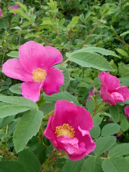 None but the birds and the bees and the wind and the rain know its secrets. Common Wild Rose for Sale - TreeTime.ca