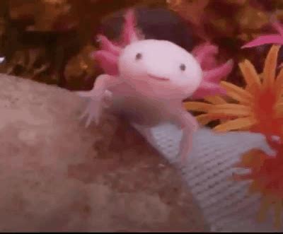 What is this cute pink creature? Animated Photo | Axolotl cute, Axolotl, Cute animals