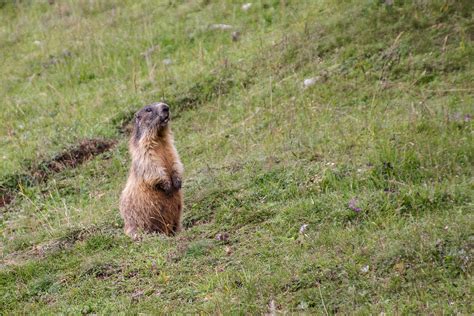 Verwandtes nagetier, pflanzenfressender höhlenbewohner, der winterschlaf hält: Murmeltier Foto & Bild | tiere, wildlife, säugetiere ...