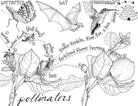 No thanks, i don't need to stay current on what works in education! Download Pollination coloring for free - Designlooter 2020