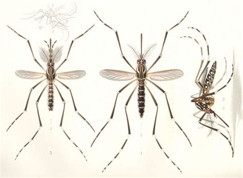 The predicted potential distribution of ae. Le moustique vecteur de la fièvre jaune, (Aedes aegypti ...