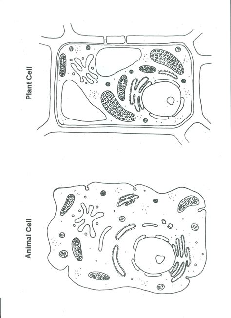 That's the major difference between plant and animal cells under microscope. Animal Cell Diagram Unlabeled — UNTPIKAPPS