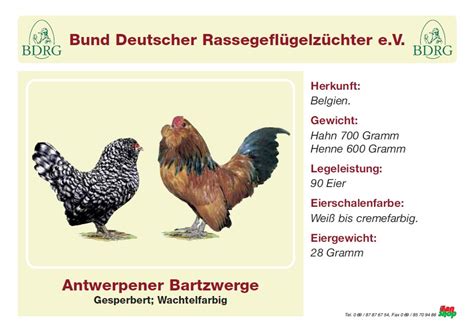 Der antwerpener bartzwerg ist eine in der zweiten hälfte des 19. Antwerpener Bartzwerge