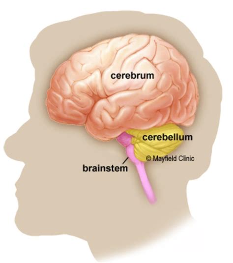 Learn about this topic in these articles: Mention the functions of different parts of the brain ...