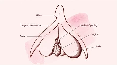 The terms clitoral stimulation and clitoral are synonyms (terms with similar meaning). Clitoral Stimulation Is Important, New Research Shows ...