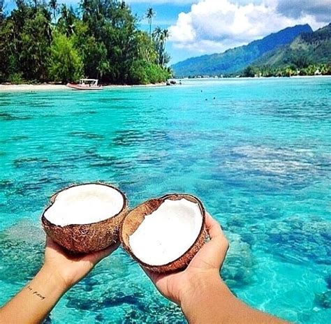 Summer, followed by 192 people on pinterest. Tropical Coconut Pictures, Photos, and Images for Facebook ...