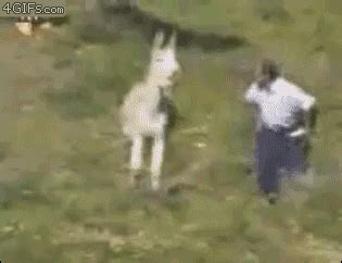 The best gifs for mule. Mule GIFs - Find & Share on GIPHY